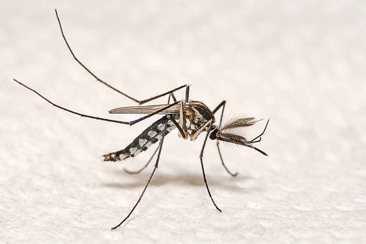 an analysis of the characteristics of aedes aegypti a mosquito of the culcidae family an analysis of the characteristics of aedes aegypti a mosquito of the culcidae family