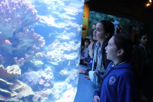 Blessed Sacrament, Hollywood: Students from Blessed Sacrament School in Hollywood took an all-school field trip to the Aquarium of the Pacific on Jan.31. MICHELLE DE GUZMAN