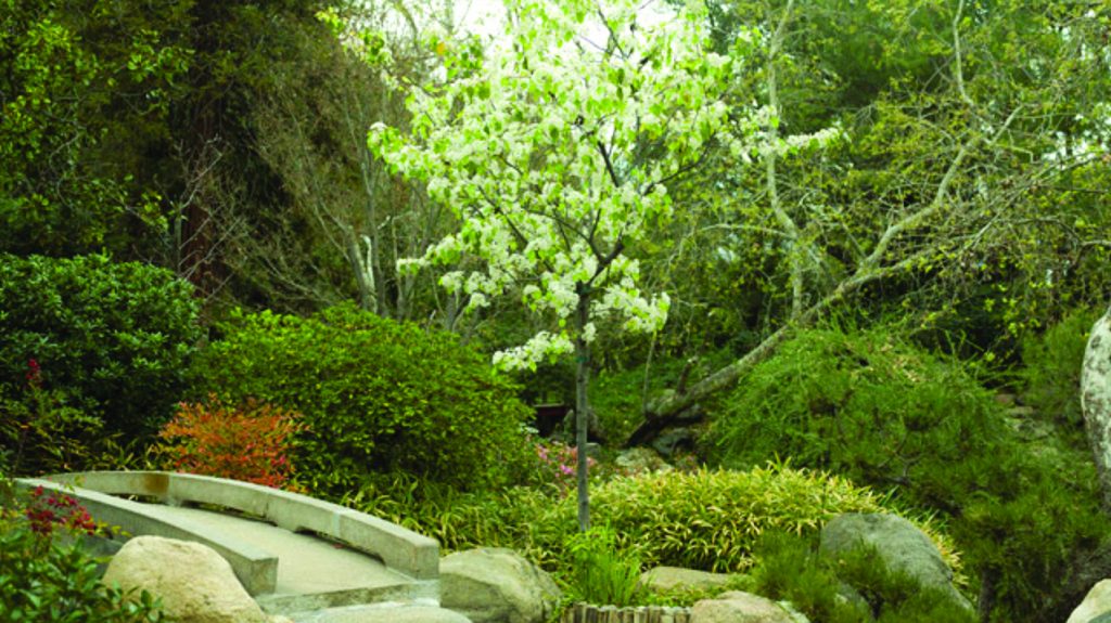 An Invitation To Rest At Local Japanese Garden Angelus News