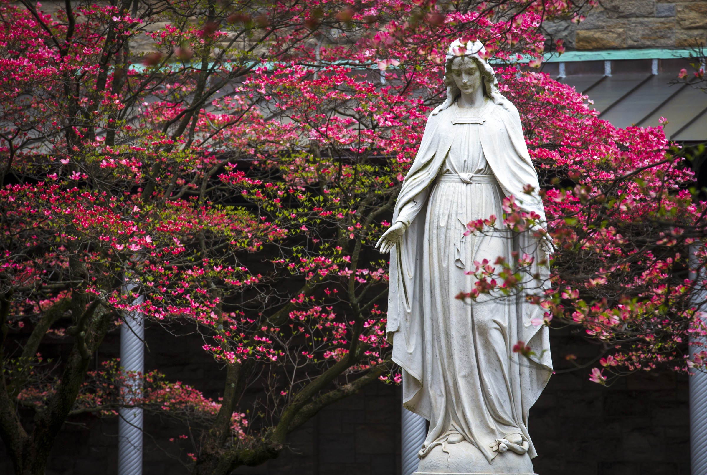 bishops-of-u-s-canada-will-consecrate-their-nations-to-mary-may-1