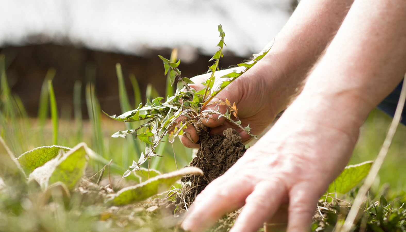 pulling-weeds-in-a-pandemic-a-reflection