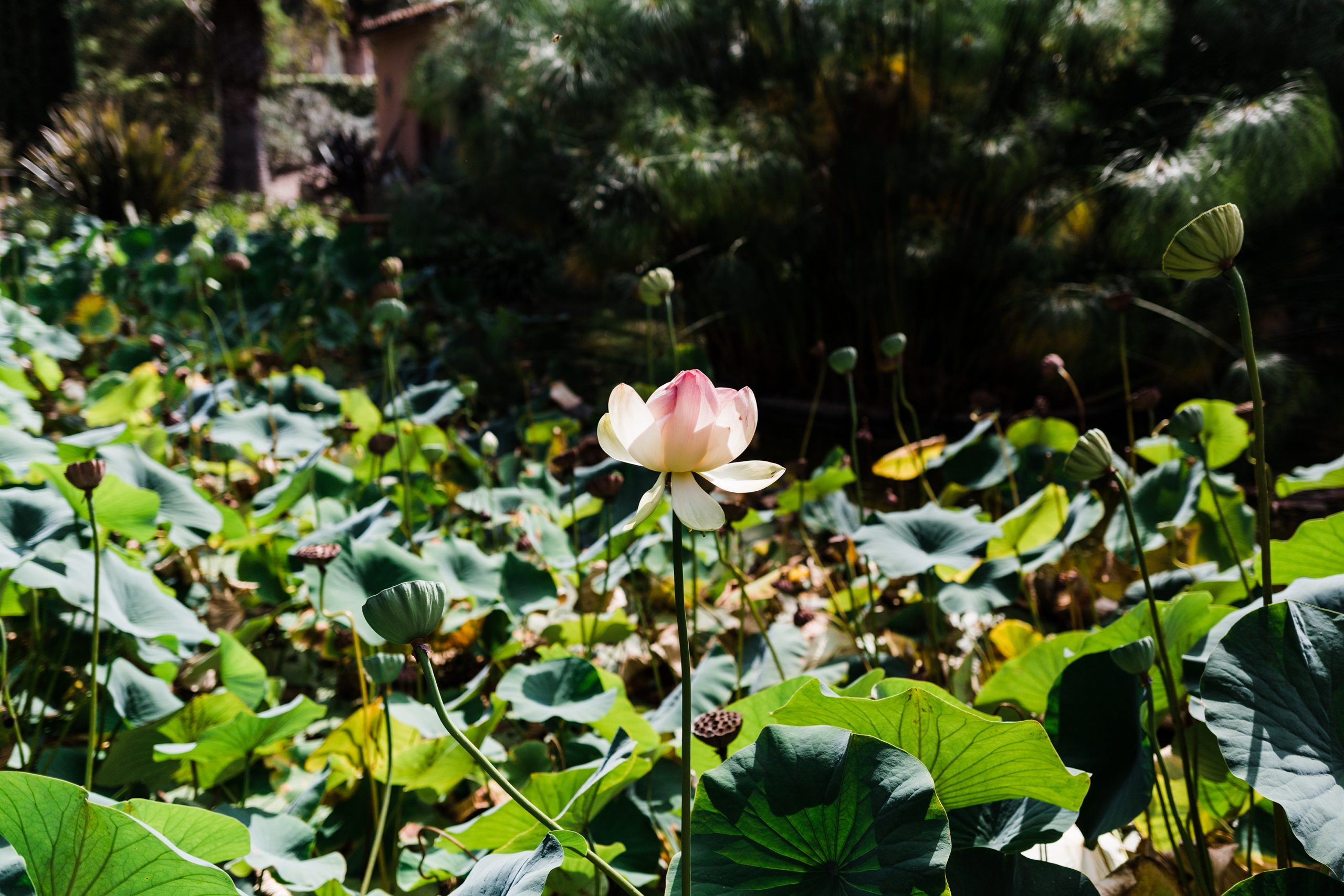 The soul speaks at Lotusland