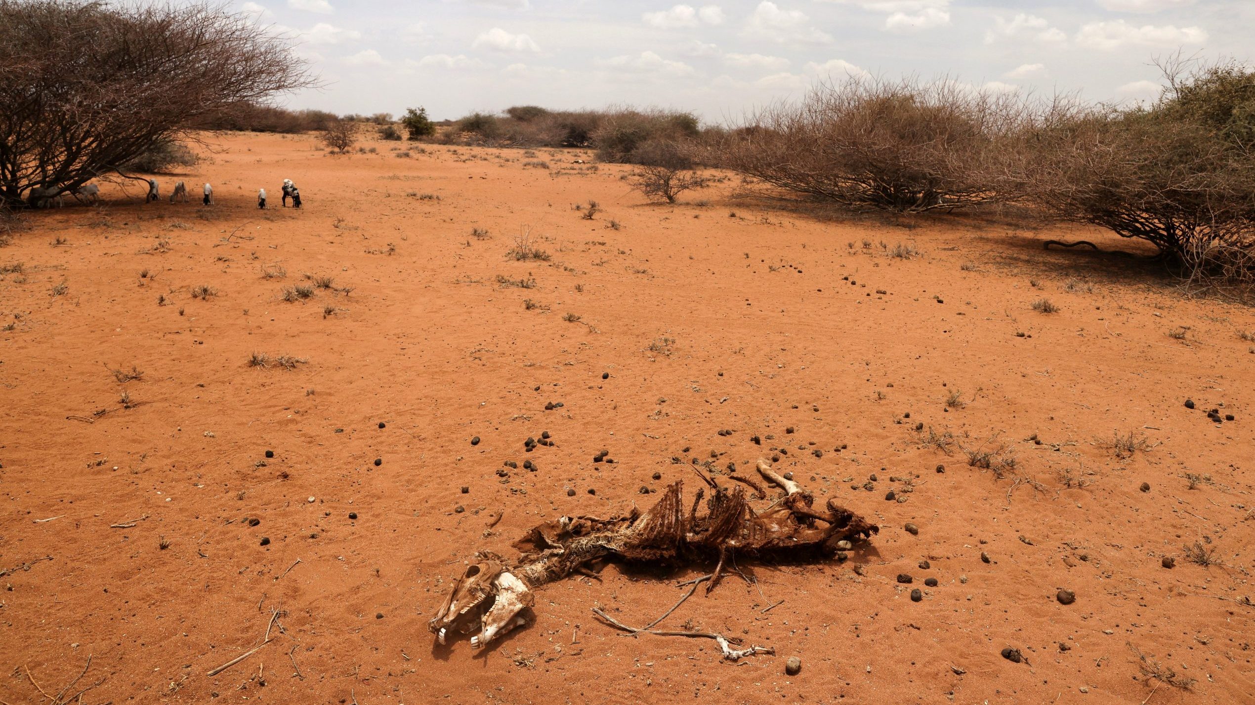Kenyan urge decisive action on climate changeinduced drought