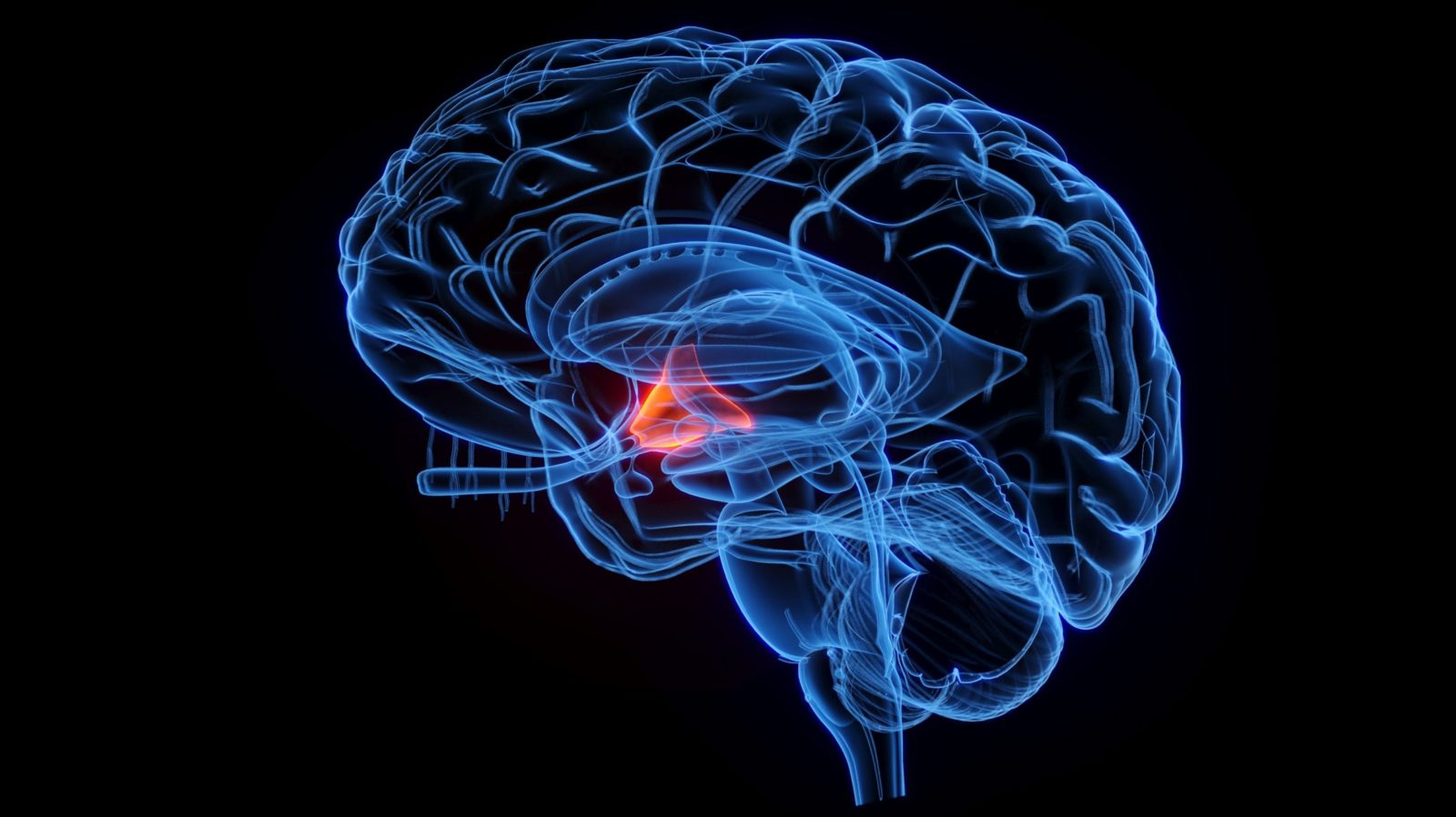 New study expresses ‘grave concerns’ over definition of ‘brain death’