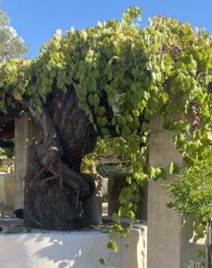 How ‘Angelica’ was born: Winemakers honor San Gabriel Mission