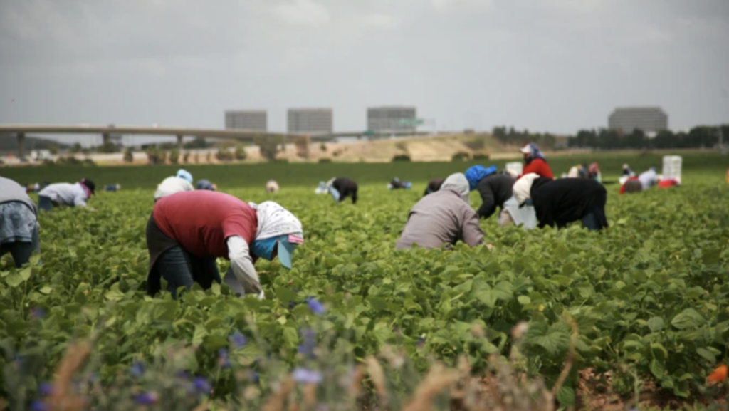 Farmworkers