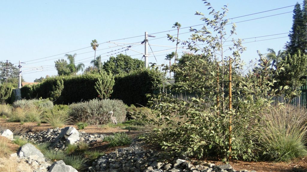 Weeds, butterflies, and spirituality at Westwood Greenway along the Metro tracks