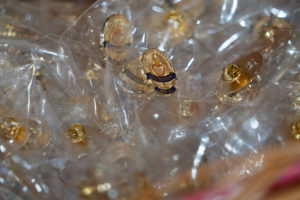 Catechist pins were handed out during the Welcome Back Mass on Aug. 5 at Cantwell-Sacred Heart of Mary High School in Montebello. (Poncho Romero)